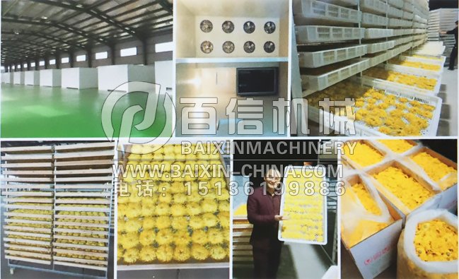 金絲黃菊烘干機(jī)